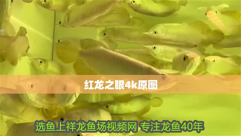 紅龍之眼4k原圖 紅龍之眼4k原圖 龍魚論壇