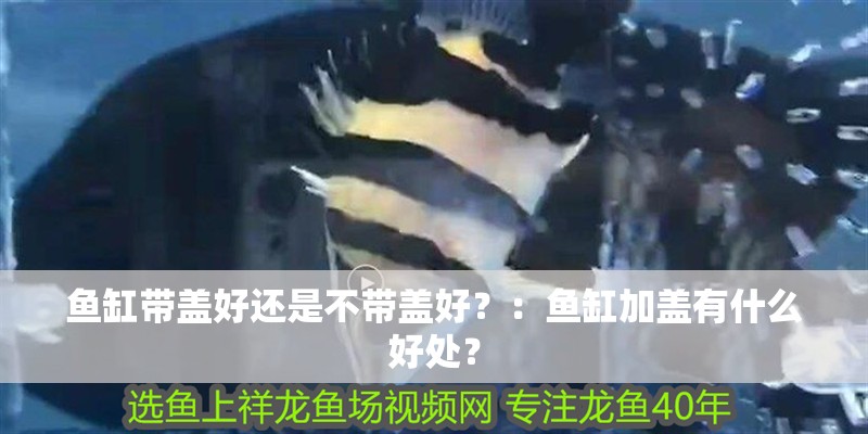魚缸帶蓋好還是不帶蓋好？：魚缸加蓋有什么好處？