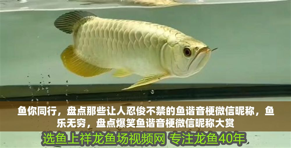 魚你同行，盤點(diǎn)那些讓人忍俊不禁的魚諧音梗微信昵稱，魚樂無窮，盤點(diǎn)爆笑魚諧音梗微信昵稱大賞