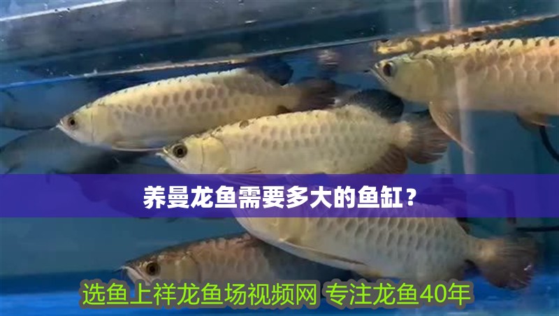 養曼龍魚需要多大的魚缸？