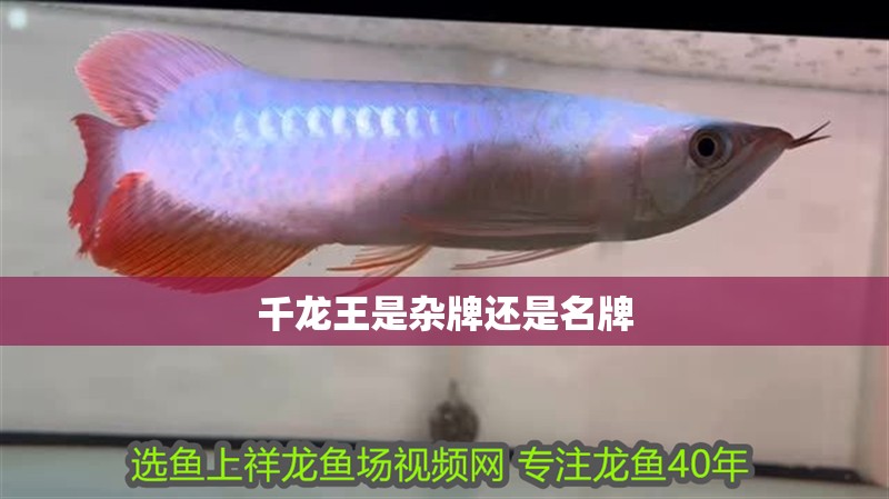 千龍王是雜牌還是名牌