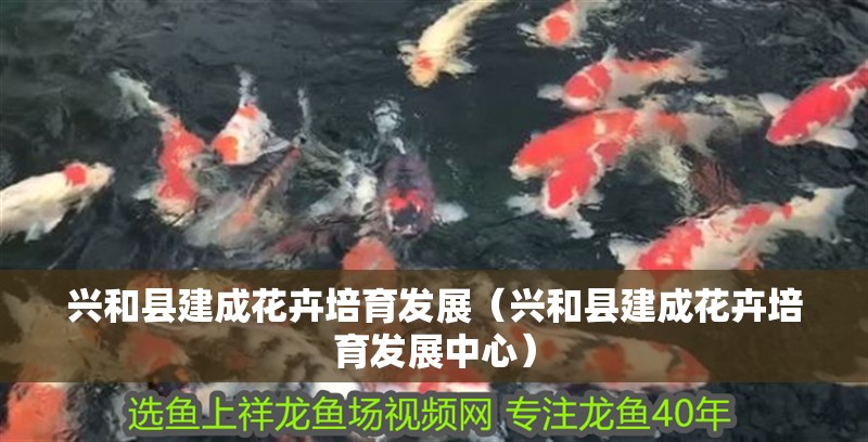 興和縣建成花卉培育發展（興和縣建成花卉培育發展中心）