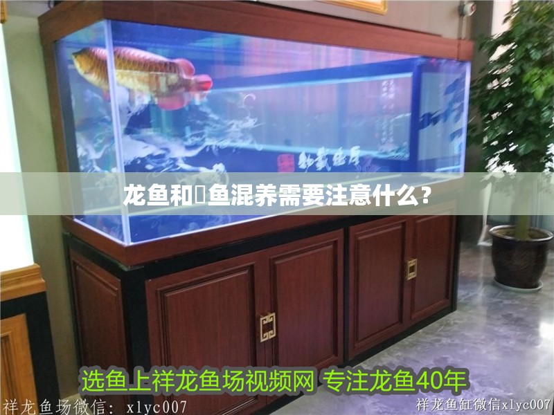 龍魚和魟魚混養(yǎng)需要注意什么？