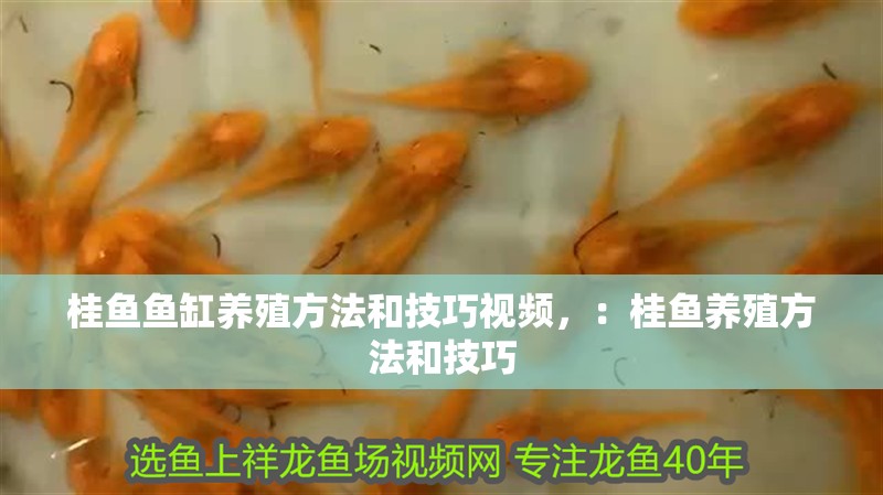 龍魚(yú)干蝦有營(yíng)養(yǎng)嗎 桂魚(yú)魚(yú)缸養(yǎng)殖方法和技巧視頻,:桂魚(yú)養(yǎng)殖方法和技巧 魚(yú)缸百科 桂魚(yú)魚(yú)缸養(yǎng)殖方法和技巧視頻,:桂魚(yú)養(yǎng)殖方法和技巧 桂魚(yú)魚(yú)缸養(yǎng)殖方法和技巧視頻,:桂魚(yú)養(yǎng)殖方法和技巧 魚(yú)缸百科