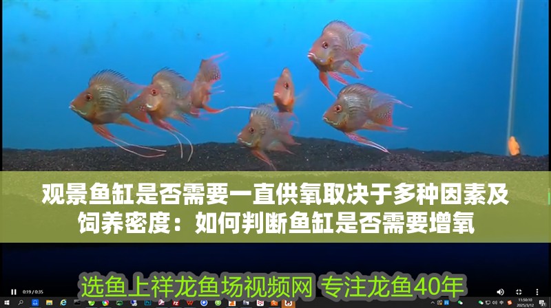 魚(yú)缸過(guò)濾器選購(gòu)指南:自制魚(yú)缸過(guò)濾器魚(yú)缸上置過(guò)濾器對(duì)于養(yǎng)魚(yú)愛(ài)好者的必備知識(shí) 觀景魚(yú)缸是否需要一直供氧取決于多種因素及飼養(yǎng)密度:如何判斷魚(yú)缸是否需要增氧 魚(yú)缸百科 觀景魚(yú)缸是否需要一直供氧取決于多種因素及飼養(yǎng)密度:如何判斷魚(yú)缸是否需要增氧 觀景魚(yú)缸是否需要一直供氧取決于多種因素及飼養(yǎng)密度:如何判斷魚(yú)缸是否需要增氧 魚(yú)缸百科