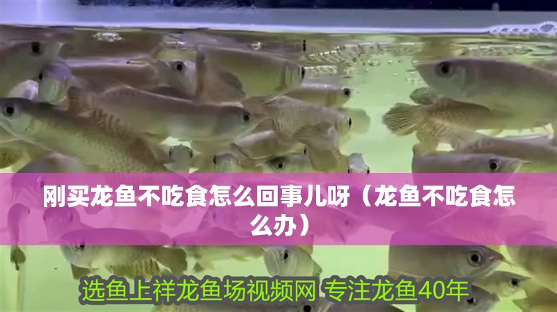 剛買龍魚不吃食怎么回事兒呀（龍魚不吃食怎么辦）