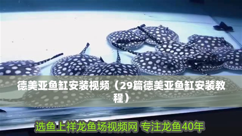 德美亞魚缸安裝視頻（29篇德美亞魚缸安裝教程）