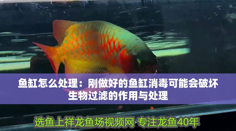 魚缸怎么處理：剛做好的魚缸消毒可能會破壞生物過濾的作用與處理