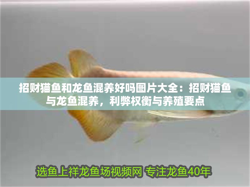 招財(cái)貓魚和龍魚混養(yǎng)好嗎圖片大全：招財(cái)貓魚與龍魚混養(yǎng)，利弊權(quán)衡與養(yǎng)殖要點(diǎn)
