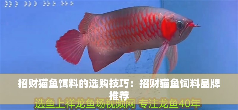 招財貓魚餌料的選購技巧：招財貓魚飼料品牌推薦