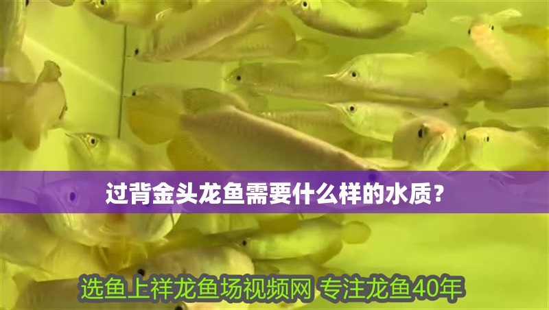 過背金頭龍魚需要什么樣的水質？
