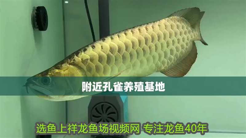 附近孔雀養殖基地