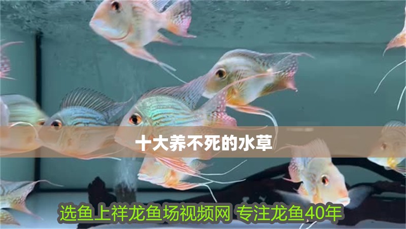 十大養不死的水草