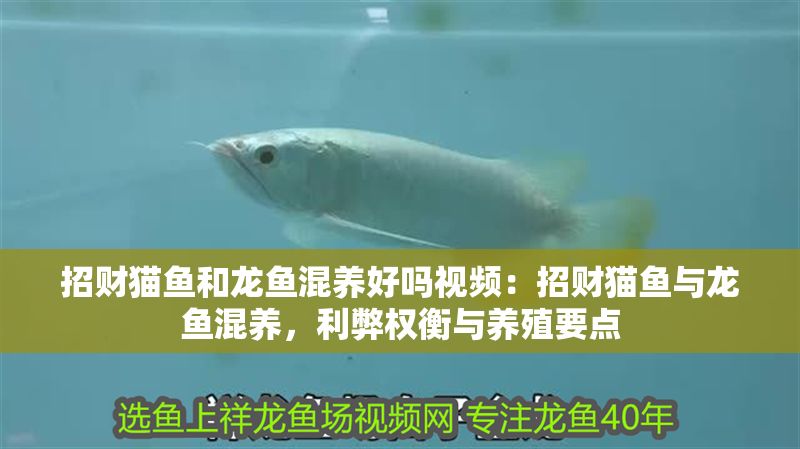 招財貓魚和龍魚混養好嗎視頻：招財貓魚與龍魚混養，利弊權衡與養殖要點