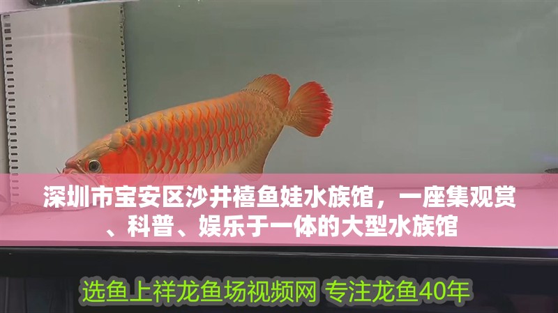 深圳市寶安區(qū)沙井禧魚娃水族館，一座集觀賞、科普、娛樂于一體的大型水族館