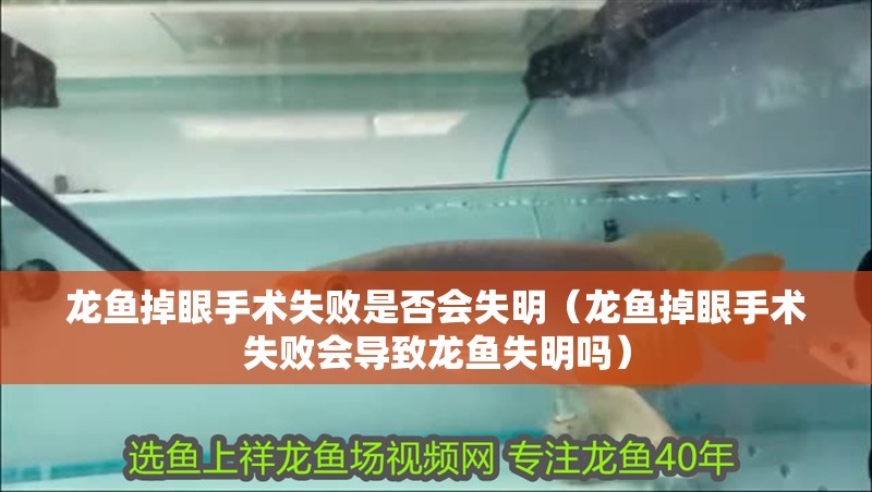 龍魚掉眼手術(shù)失敗是否會(huì)失明（龍魚掉眼手術(shù)失敗會(huì)導(dǎo)致龍魚失明嗎）