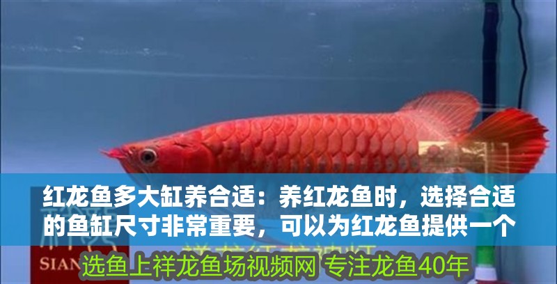紅龍魚多大缸養(yǎng)合適：養(yǎng)紅龍魚時(shí)，選擇合適的魚缸尺寸非常重要，可以為紅龍魚提供一個(gè)適宜的生活環(huán)境