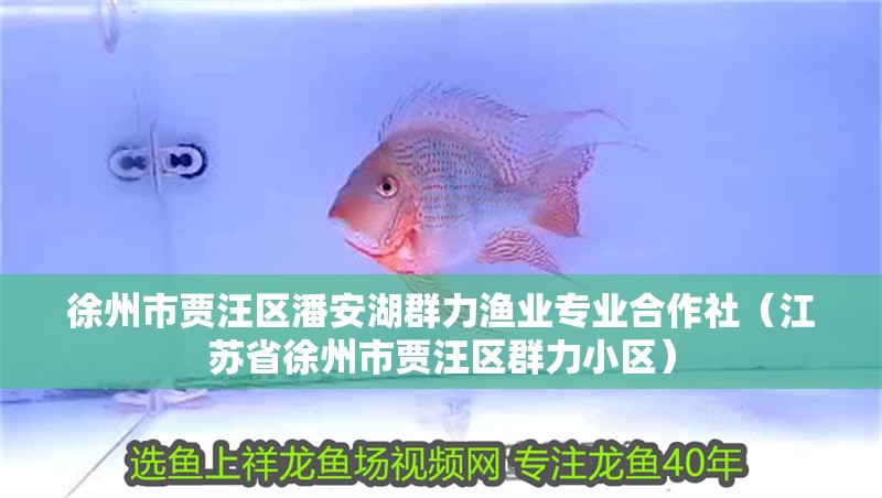 徐州市賈汪區(qū)潘安湖群力漁業(yè)專業(yè)合作社（江蘇省徐州市賈汪區(qū)群力小區(qū)）