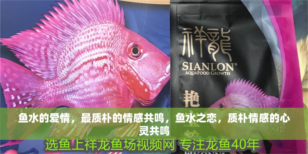 魚水的愛情，最質樸的情感共鳴，魚水之戀，質樸情感的心靈共鳴