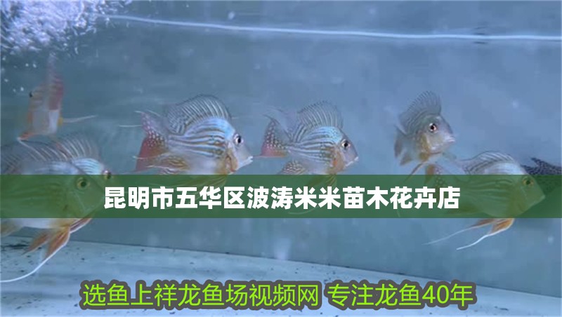 昆明市五華區波濤米米苗木花卉店