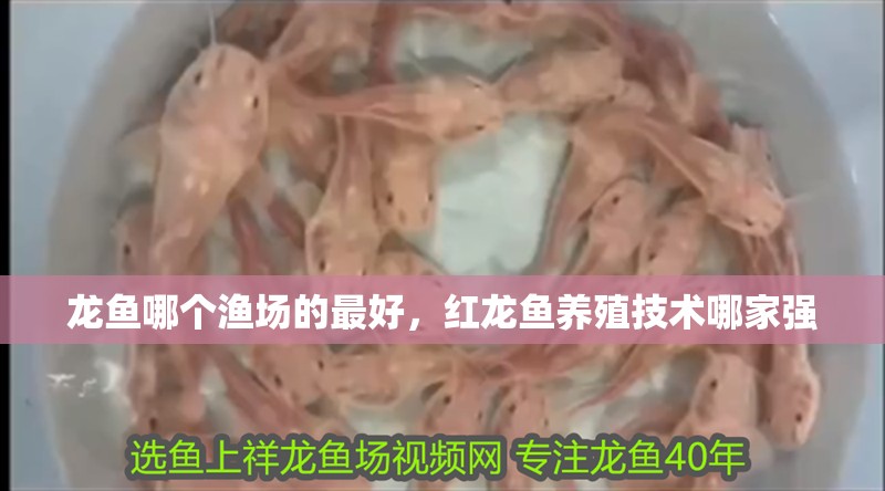 龍魚哪個漁場的最好，紅龍魚養殖技術哪家強