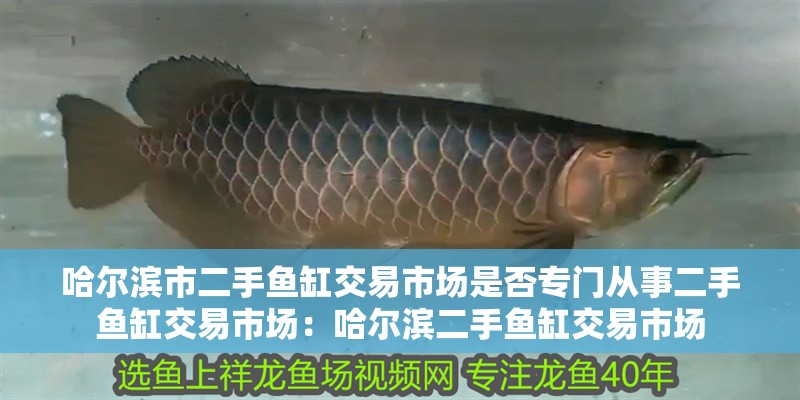 哈爾濱市二手魚缸交易市場是否專門從事二手魚缸交易市場：哈爾濱二手魚缸交易市場 哈爾濱市二手魚缸交易市場是否專門從事二手魚缸交易市場：哈爾濱二手魚缸交易市場 魚缸百科