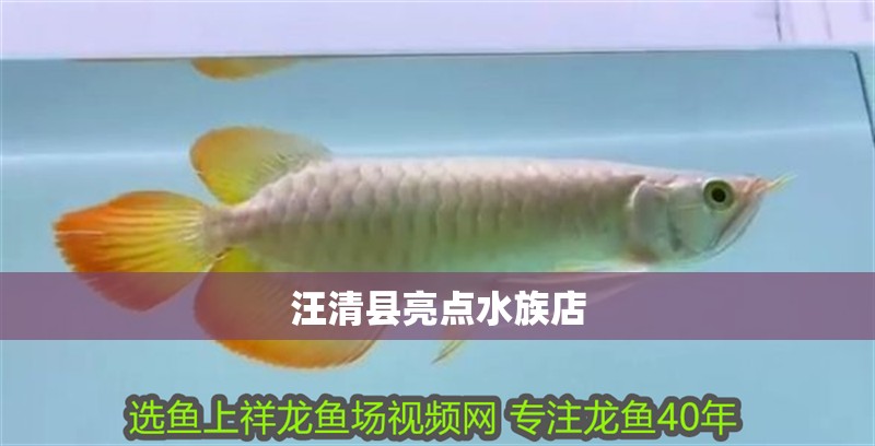 汪清縣亮點(diǎn)水族店