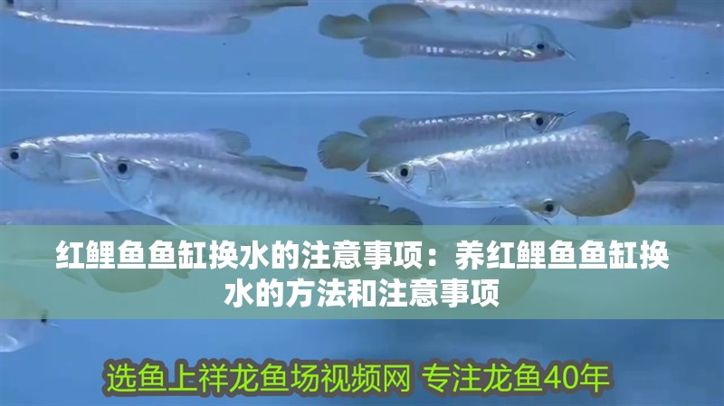 紅鯉魚魚缸換水的注意事項：養紅鯉魚魚缸換水的方法和注意事項