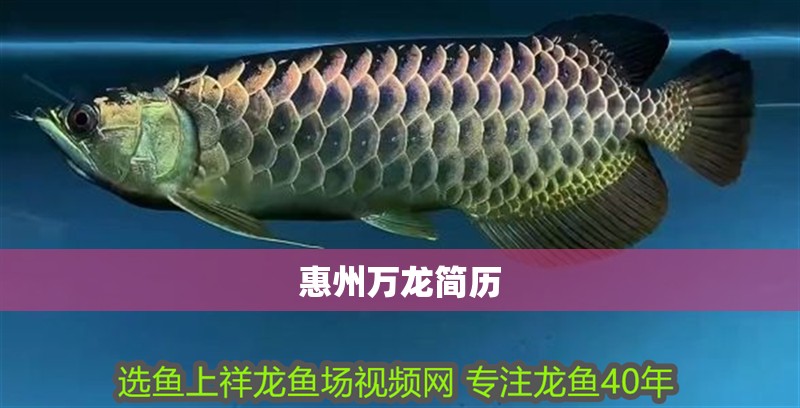 惠州萬龍簡歷