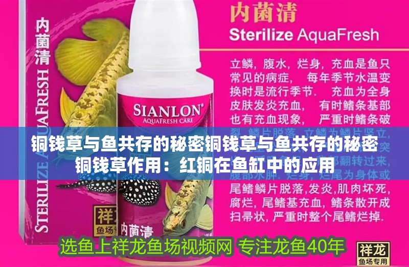 銅錢草與魚共存的秘密銅錢草與魚共存的秘密銅錢草作用：紅銅在魚缸中的應用