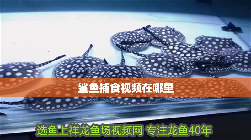 鯊魚捕食視頻在哪里