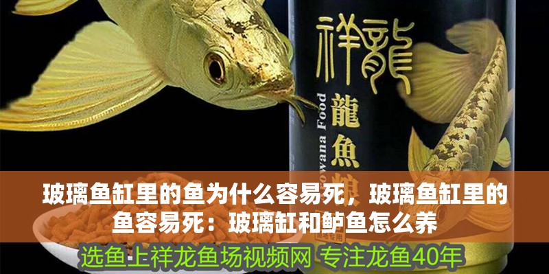 玻璃魚缸里的魚為什么容易死，玻璃魚缸里的魚容易死：玻璃缸和鱸魚怎么養 玻璃魚缸里的魚為什么容易死，玻璃魚缸里的魚容易死：玻璃缸和鱸魚怎么養 魚缸百科