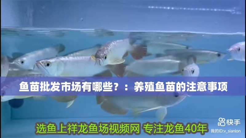 魚苗批發(fā)市場有哪些？：養(yǎng)殖魚苗的注意事項(xiàng)