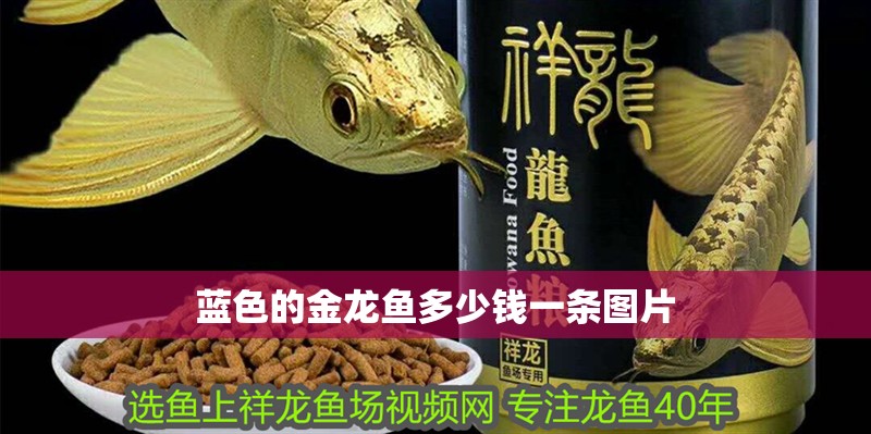 藍色的金龍魚多少錢一條圖片