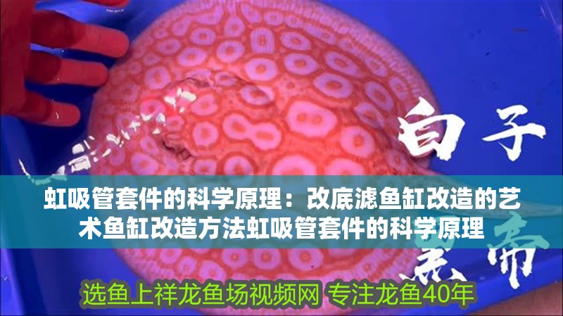虹吸管套件的科學原理：改底濾魚缸改造的藝術魚缸改造方法虹吸管套件的科學原理