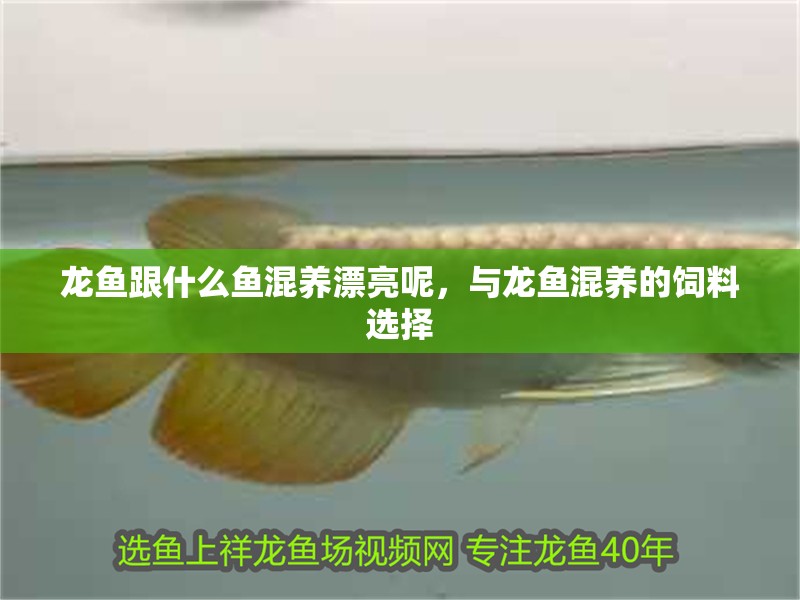 龍魚跟什么魚混養漂亮呢，與龍魚混養的飼料選擇