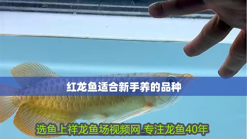 紅龍魚適合新手養(yǎng)的品種