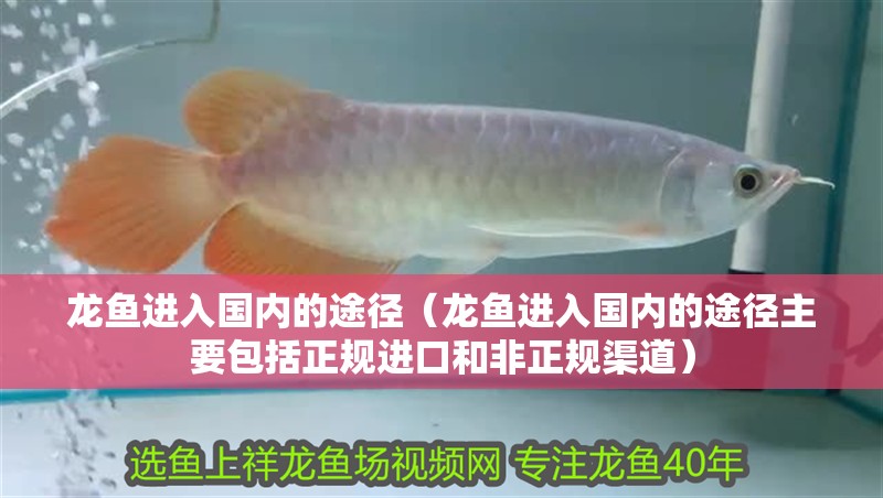 龍魚進入國內的途徑（龍魚進入國內的途徑主要包括正規進口和非正規渠道）
