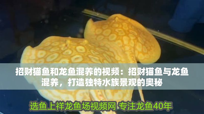 招財貓魚和龍魚混養的視頻：招財貓魚與龍魚混養，打造獨特水族景觀的奧秘