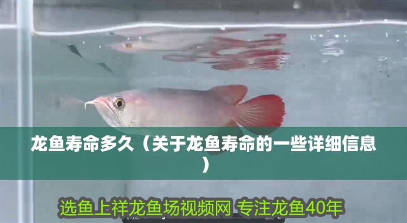 龍魚壽命多久（關于龍魚壽命的一些詳細信息）