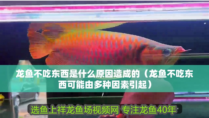 龍魚不吃東西是什么原因造成的（龍魚不吃東西可能由多種因素引起） 龍魚不吃東西是什么原因造成的（龍魚不吃東西可能由多種因素引起） 龍魚百科