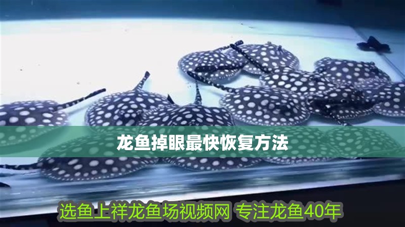 龍魚掉眼最快恢復方法 龍魚論壇 第2張 龍魚掉眼最快恢復方法 龍魚掉眼最快恢復方法 龍魚論壇 第2張