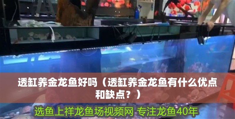 透缸養金龍魚好嗎（透缸養金龍魚有什么優點和缺點？）