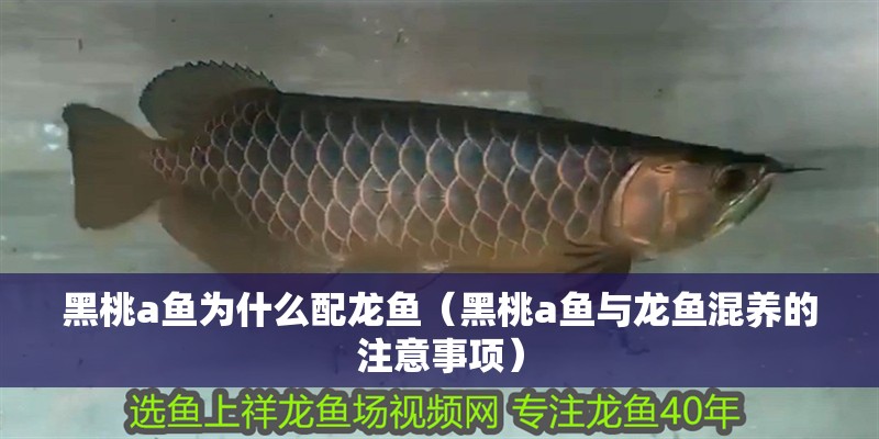 黑桃a魚為什么配龍魚（黑桃a魚與龍魚混養(yǎng)的注意事項）