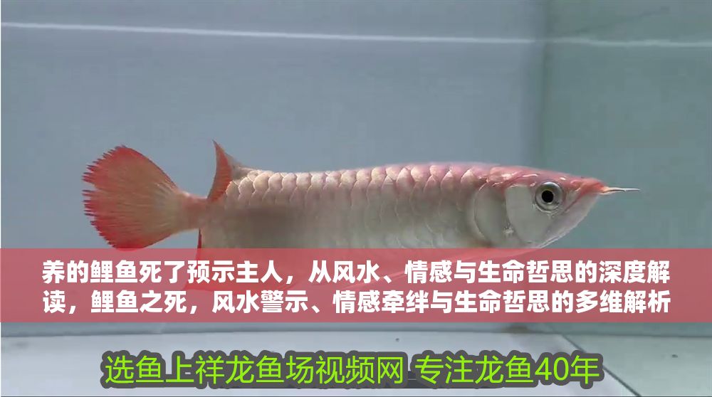 養的鯉魚死了預示主人，從風水、情感與生命哲思的深度解讀，鯉魚之死，風水警示、情感牽絆與生命哲思的多維解析 養的鯉魚死了預示主人，從風水、情感與生命哲思的深度解讀，鯉魚之死，風水警示、情感牽絆與生命哲思的多維解析 龍魚百科 第1張