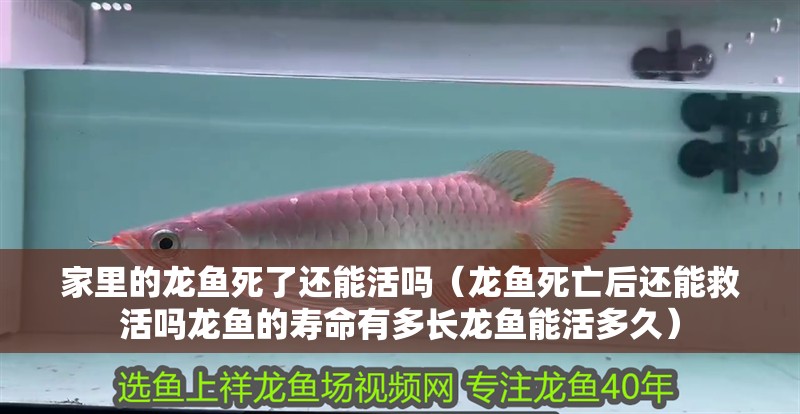 家里的龍魚死了還能活嗎（龍魚死亡后還能救活嗎龍魚的壽命有多長龍魚能活多久）