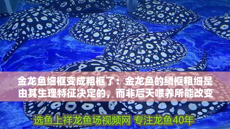 金龍魚細框變成粗框了：金龍魚的鱗框粗細是由其生理特征決定的，而非后天喂養(yǎng)所能改變