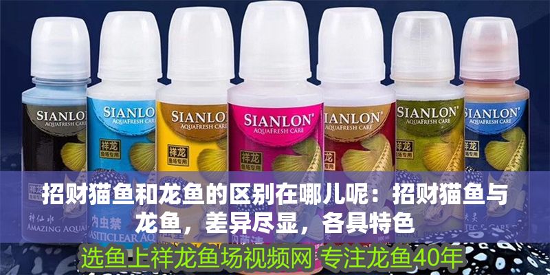 招財貓魚和龍魚的區別在哪兒呢：招財貓魚與龍魚，差異盡顯，各具特色
