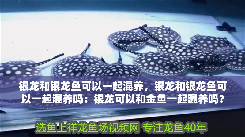 銀龍和銀龍魚可以一起混養，銀龍和銀龍魚可以一起混養嗎：銀龍可以和金魚一起混養嗎？