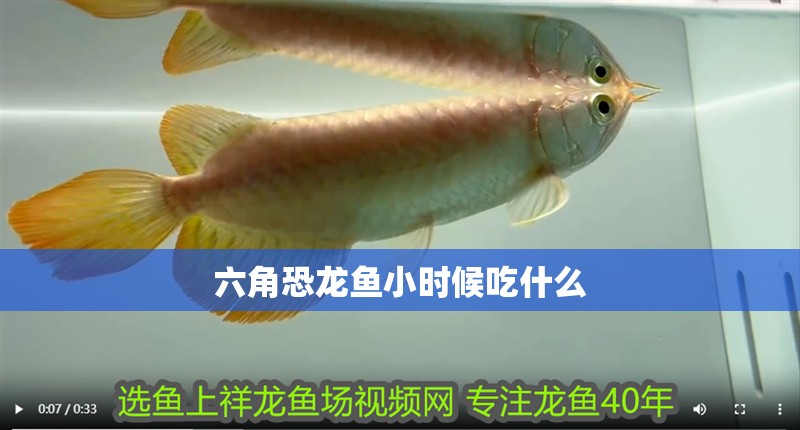 六角恐龍魚小時(shí)候吃什么